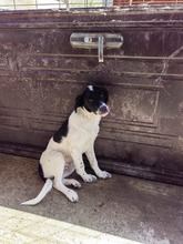 OZZIE, Hund, Mischlingshund in Rumänien - Bild 3