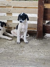OZZIE, Hund, Mischlingshund in Rumänien - Bild 4