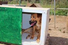 BRAD, Hund, Mischlingshund in Italien - Bild 13