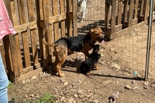 BRAD, Hund, Mischlingshund in Italien - Bild 28