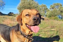 BRAD, Hund, Mischlingshund in Italien - Bild 4