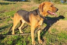 BRAD, Hund, Mischlingshund in Italien - Bild 6