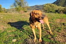 BRAD, Hund, Mischlingshund in Italien - Bild 7