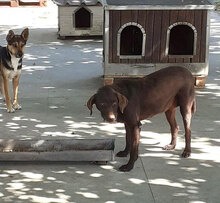 LORY, Hund, Mischlingshund in Berlin - Bild 11