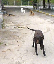 LORY, Hund, Mischlingshund in Berlin - Bild 12