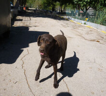 LORY, Hund, Mischlingshund in Berlin - Bild 17