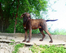 LORY, Hund, Mischlingshund in Berlin - Bild 19