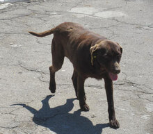 LORY, Hund, Mischlingshund in Berlin - Bild 4