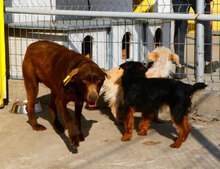 LORY, Hund, Mischlingshund in Berlin - Bild 5
