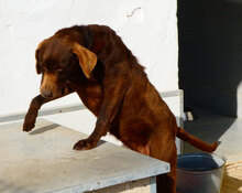 LORY, Hund, Mischlingshund in Berlin - Bild 7