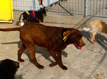 LORY, Hund, Mischlingshund in Berlin - Bild 8