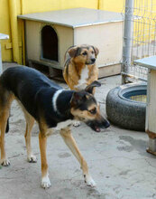 LUPO, Hund, Mischlingshund in Bulgarien - Bild 10