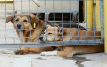 LUPO, Hund, Mischlingshund in Bulgarien - Bild 11