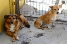 LUPO, Hund, Mischlingshund in Bulgarien - Bild 12