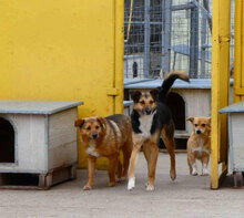 LUPO, Hund, Mischlingshund in Bulgarien - Bild 2