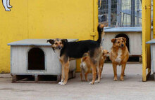LUPO, Hund, Mischlingshund in Bulgarien - Bild 3