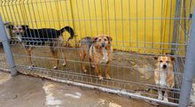 LUPO, Hund, Mischlingshund in Bulgarien - Bild 4