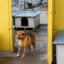 LUPO, Hund, Mischlingshund in Bulgarien - Bild 5