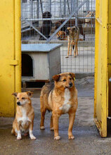 LUPO, Hund, Mischlingshund in Bulgarien - Bild 6