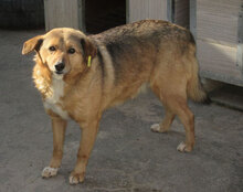 LUPO, Hund, Mischlingshund in Bulgarien - Bild 7