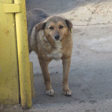 LUPO, Hund, Mischlingshund in Bulgarien - Bild 8