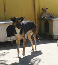 NOAH, Hund, Mischlingshund in Bulgarien - Bild 12