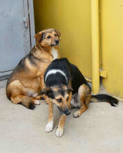 NOAH, Hund, Mischlingshund in Bulgarien - Bild 13