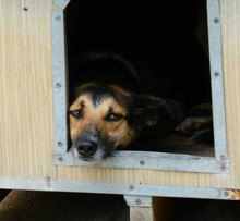 NOAH, Hund, Mischlingshund in Bulgarien - Bild 14