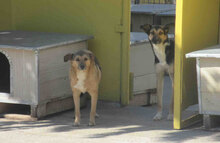 NOAH, Hund, Mischlingshund in Bulgarien - Bild 15