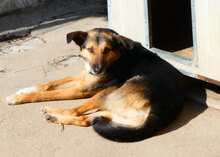 NOAH, Hund, Mischlingshund in Bulgarien - Bild 5