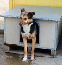 NOAH, Hund, Mischlingshund in Bulgarien - Bild 6