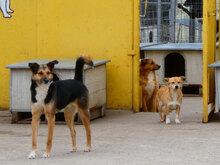 NOAH, Hund, Mischlingshund in Bulgarien - Bild 7