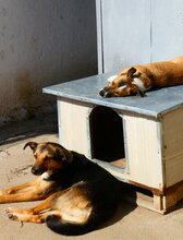 NOAH, Hund, Mischlingshund in Bulgarien - Bild 8