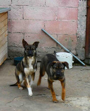 JOAH, Hund, Mischlingshund in Bulgarien - Bild 10