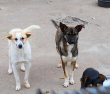JOAH, Hund, Mischlingshund in Bulgarien - Bild 11