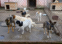 JOAH, Hund, Mischlingshund in Bulgarien - Bild 2