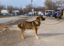 JOAH, Hund, Mischlingshund in Bulgarien - Bild 3