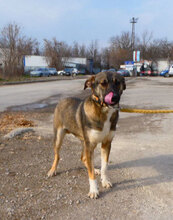 JOAH, Hund, Mischlingshund in Bulgarien - Bild 4