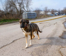 JOAH, Hund, Mischlingshund in Bulgarien - Bild 5