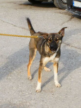JOAH, Hund, Mischlingshund in Bulgarien - Bild 6