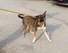 JOAH, Hund, Mischlingshund in Bulgarien - Bild 7