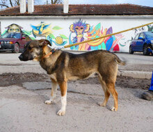 JOAH, Hund, Mischlingshund in Bulgarien - Bild 8