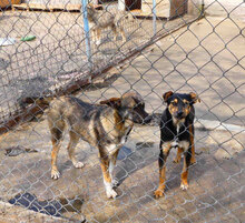 JOAH, Hund, Mischlingshund in Bulgarien - Bild 9