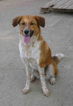 BRANDI, Hund, Mischlingshund in Bulgarien - Bild 1