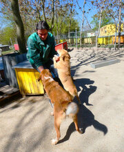 BRANDI, Hund, Mischlingshund in Bulgarien - Bild 10