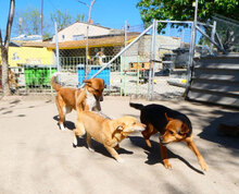 BRANDI, Hund, Mischlingshund in Bulgarien - Bild 12