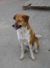BRANDI, Hund, Mischlingshund in Bulgarien - Bild 2