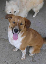 BRANDI, Hund, Mischlingshund in Bulgarien - Bild 3