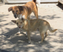 BRANDI, Hund, Mischlingshund in Bulgarien - Bild 4