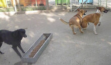 BRANDI, Hund, Mischlingshund in Bulgarien - Bild 5